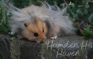 RC- Golden Umbrous Longhaired